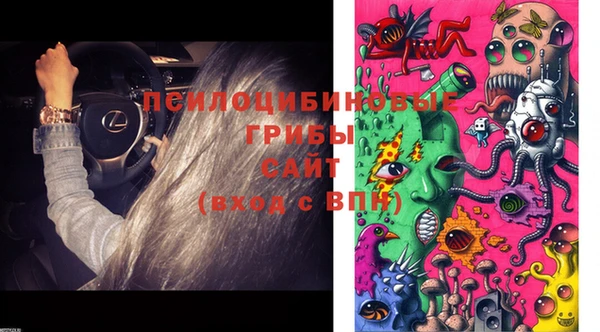 прущие грибы Михайлов