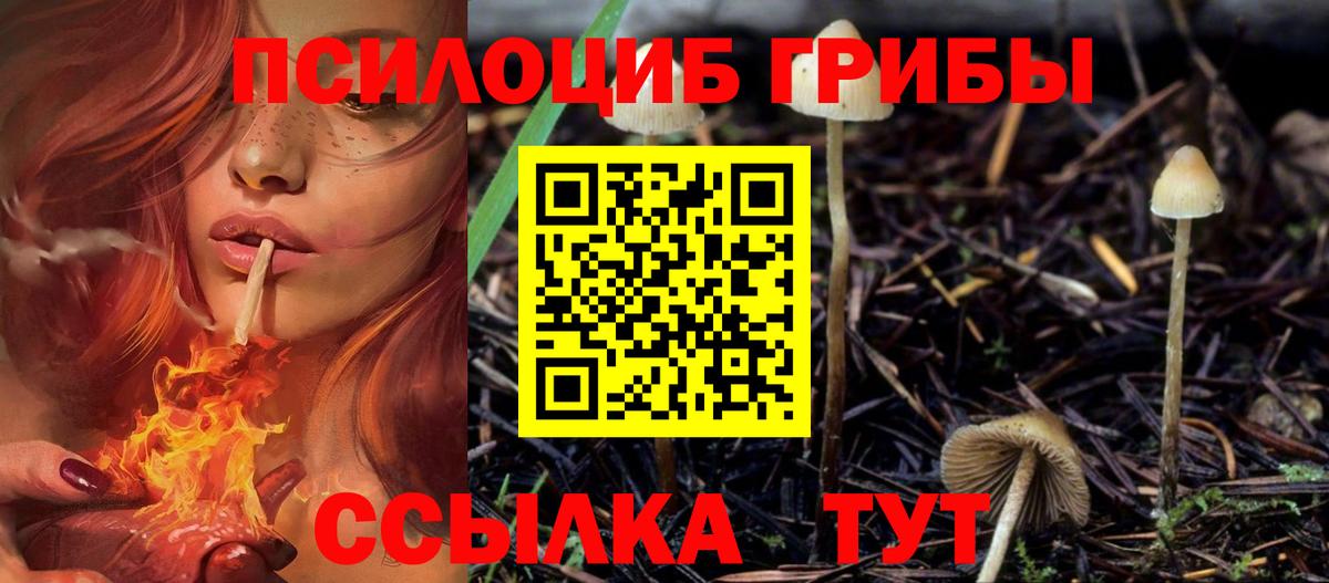 Прохладный  Псилоцибиновые грибы Cubensis  Вход с VPN 